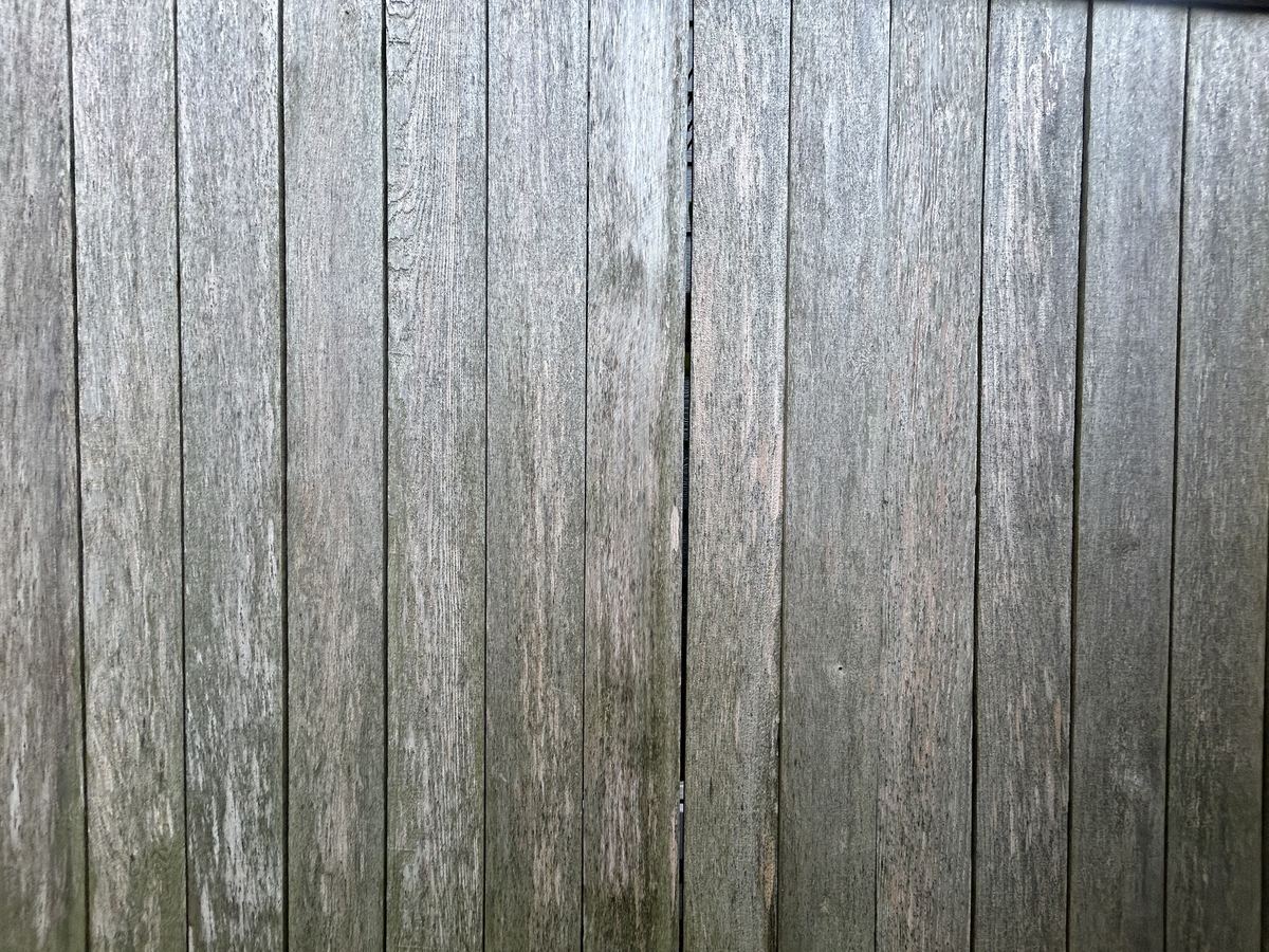 Close-up of cedar fence boards gone silver-grey with mildew in the grain, before restoration